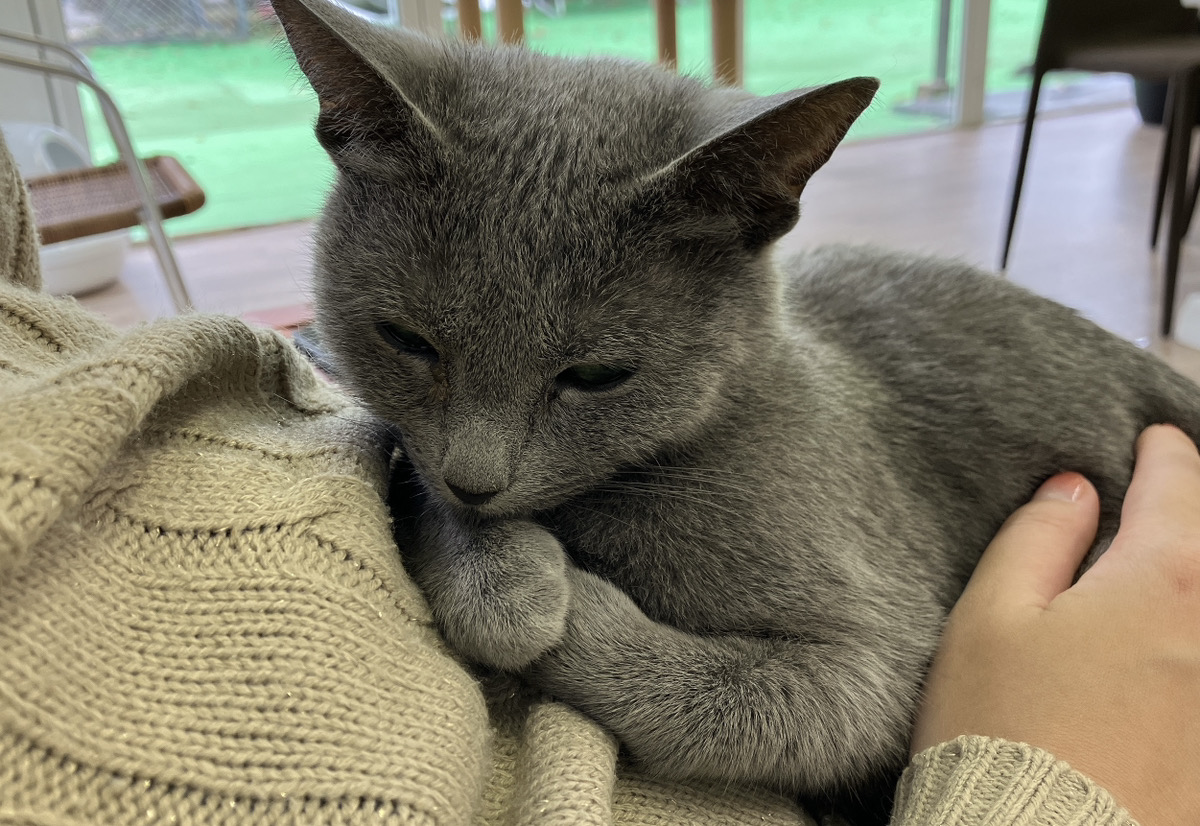 膝の上でくつろぐグレーの猫と、それを優しく撫でる手